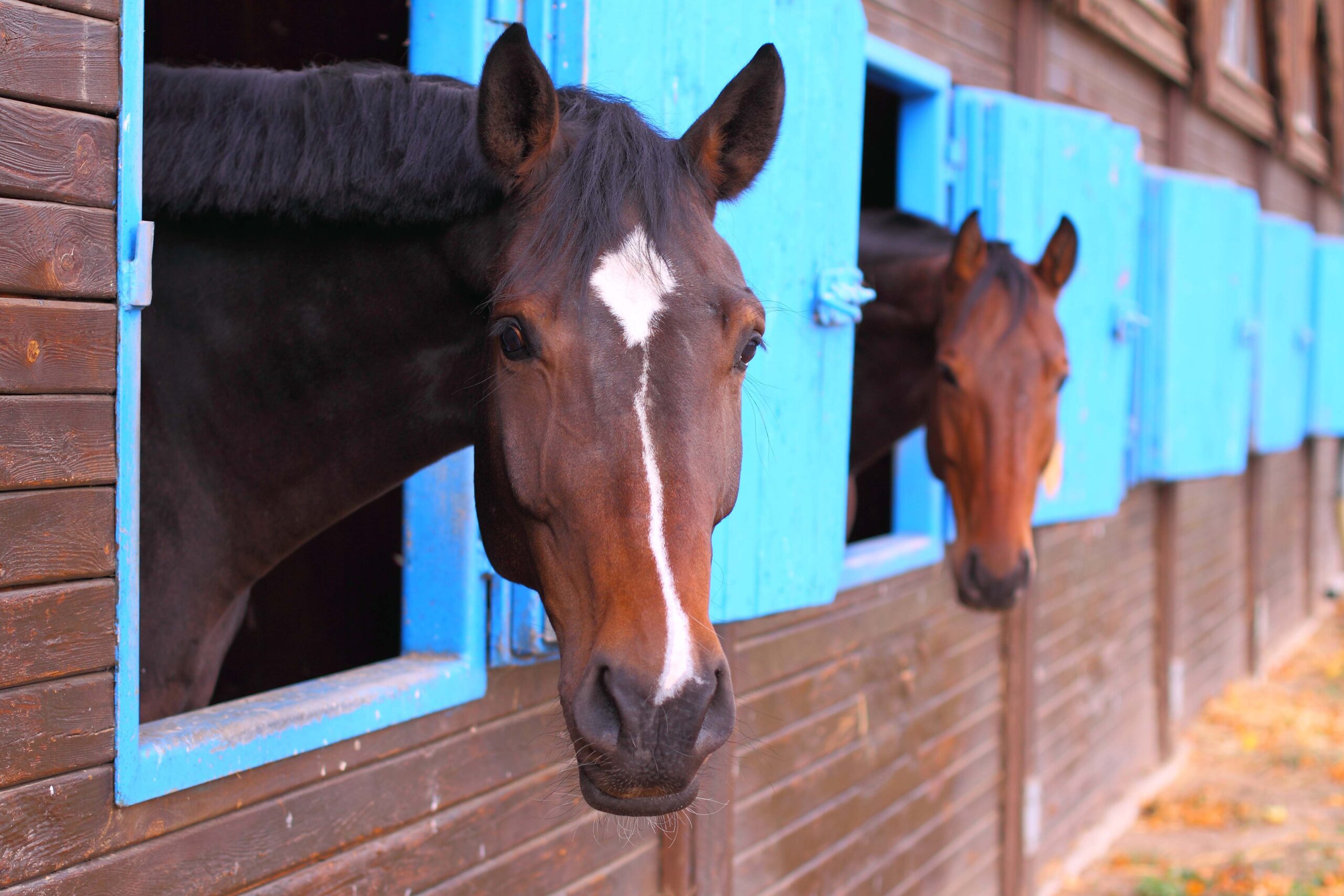 Vitaliteitscheck manegepaarden